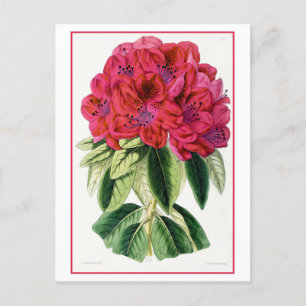Cartão postal Botânico vermelho Rhododendron Vinta
