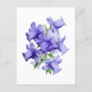 Cartão Postal Botânico Vintage Campanula