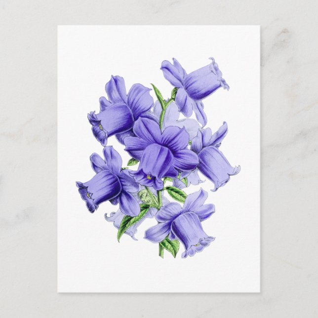 Cartão Postal Botânico Vintage Campanula (Frente)