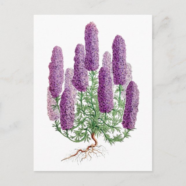 Cartão postal botânico vintage de tremoço roxo (Frente)