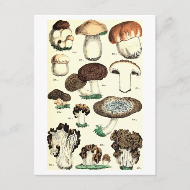 Cartão postal Botânico Vintage Mushroom (Frente)
