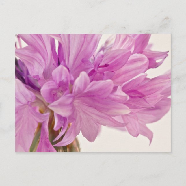 Cartão Postal Botão Batchelor (Frente)