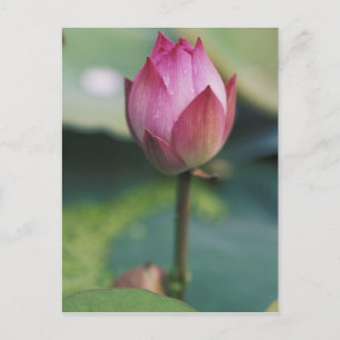 Cartão Postal Botão de flor de lótus, Hangzhou, Província de Zhe