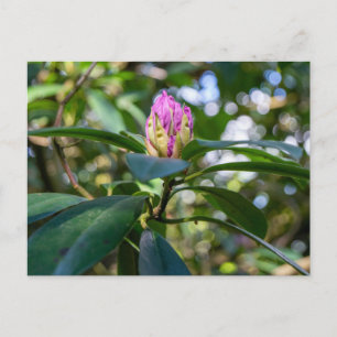 Cartão Postal Botão de Flor de Rhododendron
