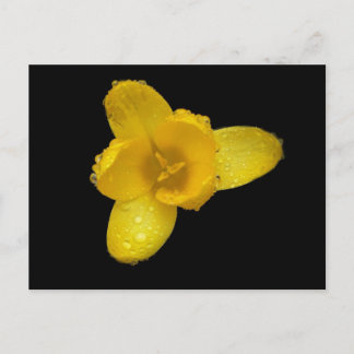 Cartão Postal Botão-de-ouro sobre Preto