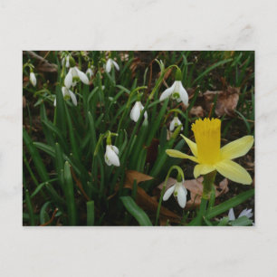 Cartão Postal Botas de neve e Daffodil Primavera Floral