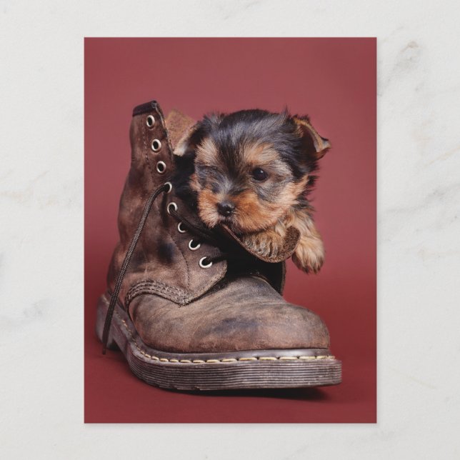 Cartão Postal Botas Yorkie (Frente)