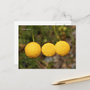 Cartão Postal Botões Dourados/Cotula Tiffindell Dourado