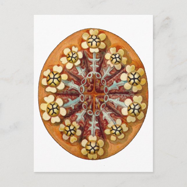 Cartão Postal Botrylloides purpureus, Ernst Haeckel Belas Artes (Frente)