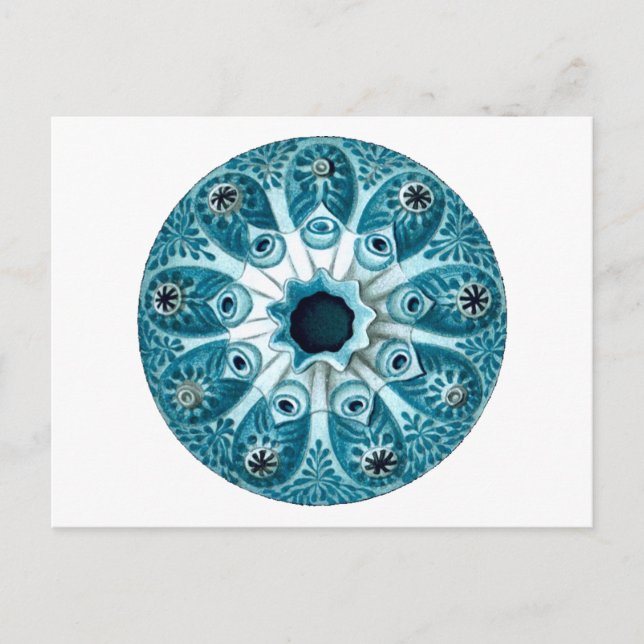 Cartão Postal Botryllus Polycyclus Ernst Haeckel Belas Artes (Frente)