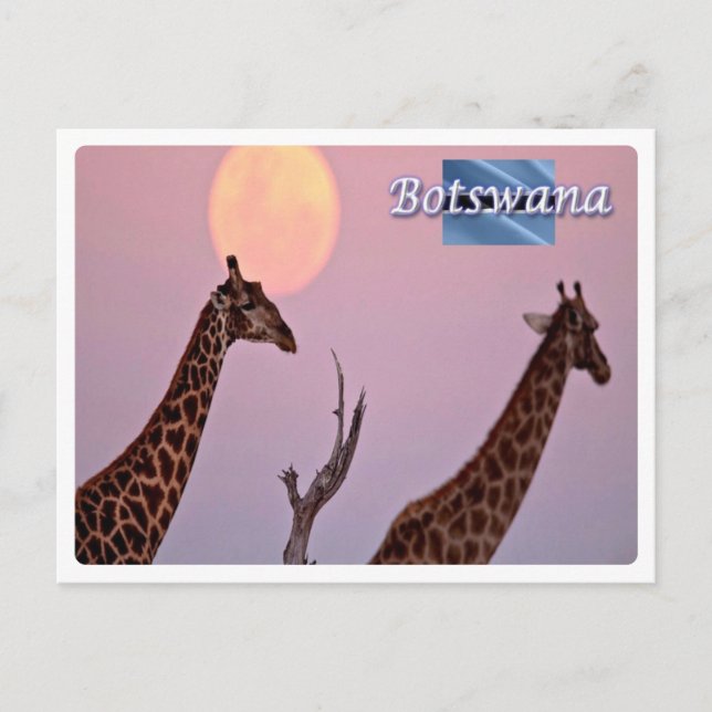 Cartão Postal Botsuana - (Frente)