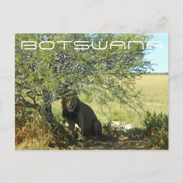 Cartão Postal Botsuana Central Kalahari Lion Savannah Viagem (Frente)