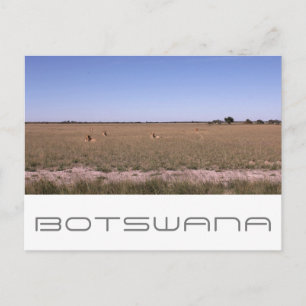 Cartão Postal Botsuana Central Kalahari Lions Savannah Viagem