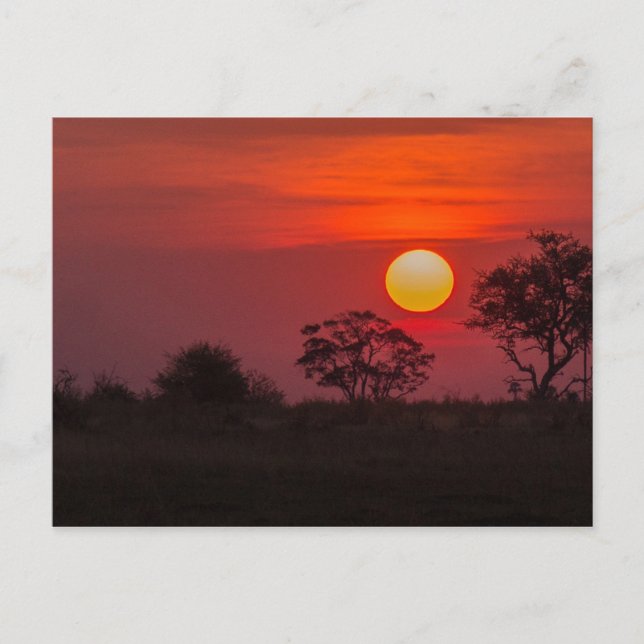 Cartão Postal Botsuana Okavango Delta Sunset (Frente)