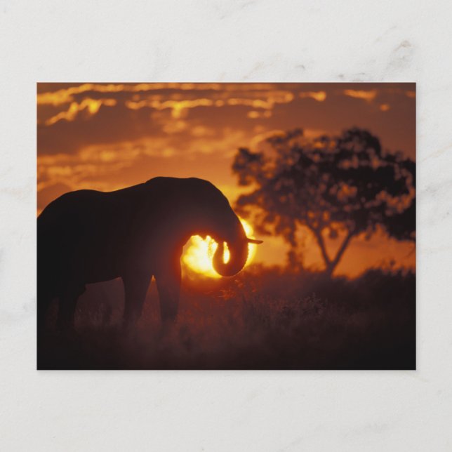 Cartão Postal Botswana, Parque Nacional Chobe, Elefante Macho (Frente)