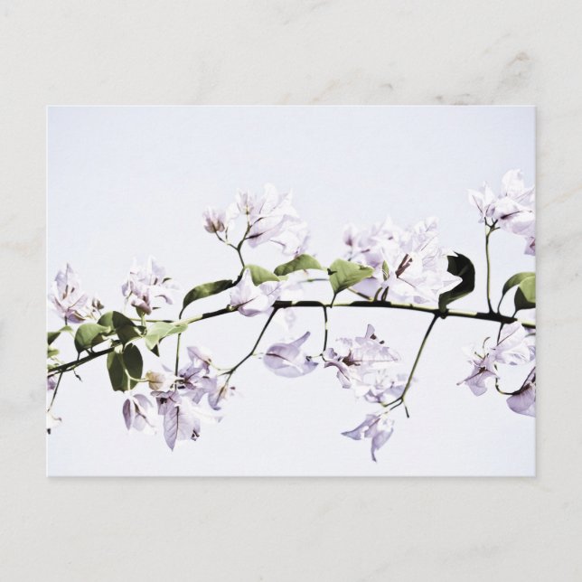 Cartão Postal Bougainvillea (Frente)