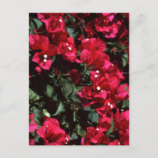 Cartão Postal Bougainvillea
