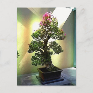 Cartão Postal Bougainvillea Bonsai Tree