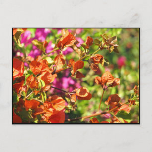 Cartão Postal Bougainvillea Branches