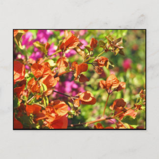Cartão Postal Bougainvillea Branches