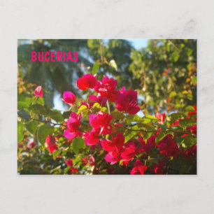 Cartão Postal Bougainvillea em Bufármaco