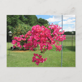 Cartão Postal Bougainvillea num cesto
