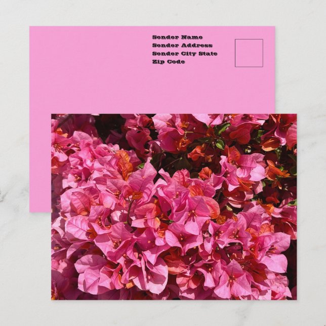 Cartão Postal Bougainvillea Pink Tropical Vining Shrub Foto (Frente/Verso)