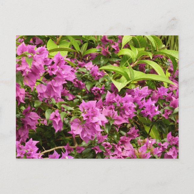 Cartão Postal Bougainvillea púrpura tropical Floral (Frente)