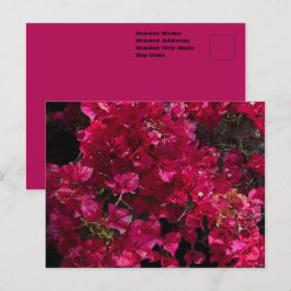 Cartão Postal Bougainvillea Red Tropical Vining Shrub Foto