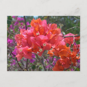 Cartão Postal Bougainvillea rosa tropical