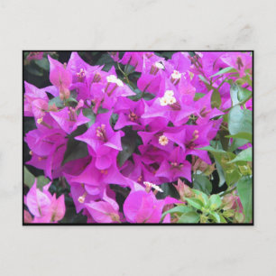 Cartão Postal Bougainvillea roxa
