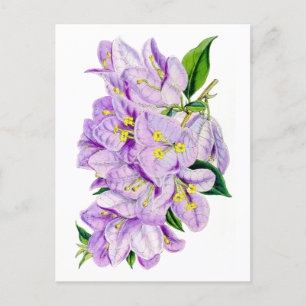 Cartão Postal Bougainvillea Roxa Vintage Botânica