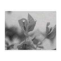 Bougainvillea Vine Blooms Black and White Photo
