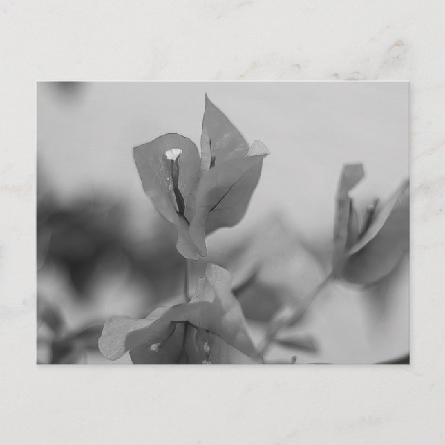 Cartão Postal Bougainvillea Vine Blooms Black and White Photo (Frente)