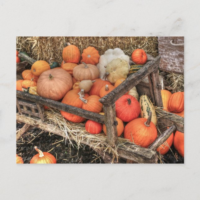 Cartão Postal Bounty Pumpkins (Frente)
