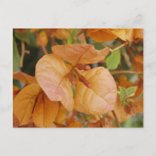 Cartão postal Bourgonvillia Laranja