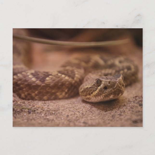 Cartão Postal Bovinos (Frente)