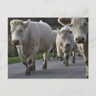 Cartão Postal Bovinos Charolais na estrada