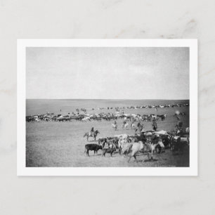 Cartão Postal Bovinos com fotografia de alcance