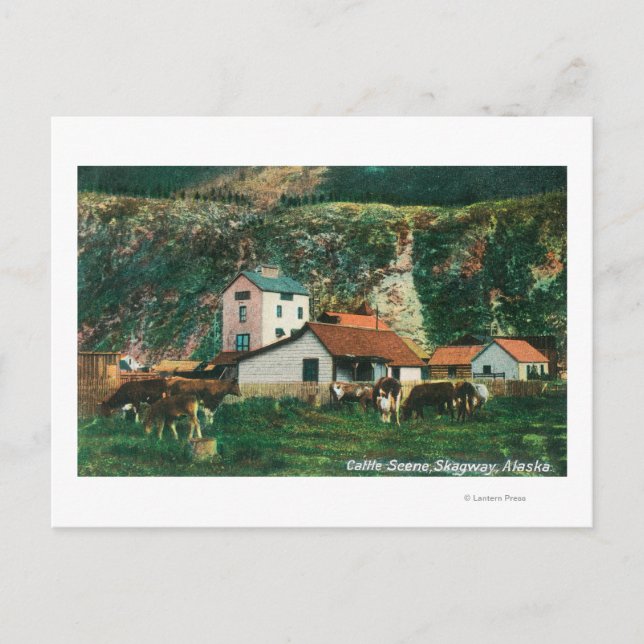 Cartão Postal Bovinos Entre Cenas de Barns, Skagway, AK (Frente)