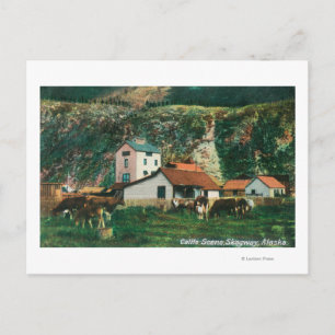 Cartão Postal Bovinos Entre Cenas de Barns, Skagway, AK