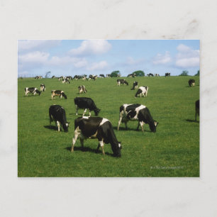 Cartão Postal Bovinos Holstein-Frísia, Irlanda