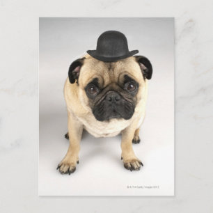 Cartão Postal Bowler vestindo buldogue francês, tiro no estúdi