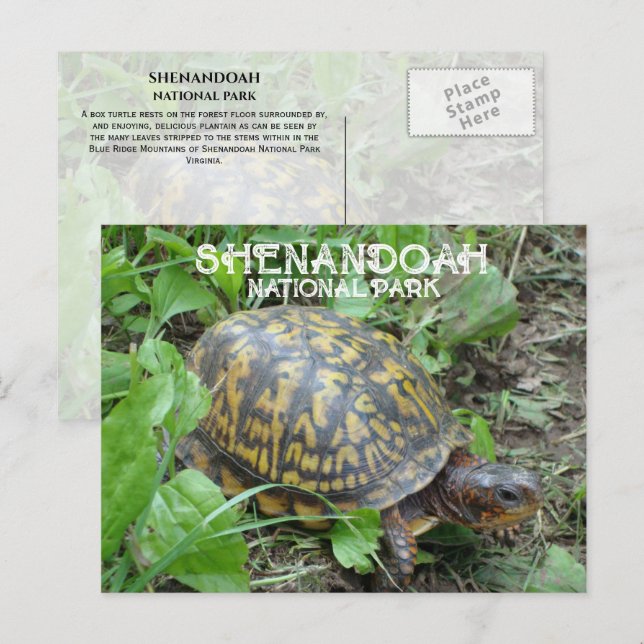 Cartão Postal Box Turtle Munching Plantain, Shenandoah NP (Frente/Verso)