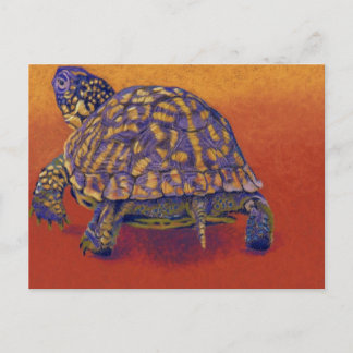 Cartão Postal Box Turtle, tartaruga