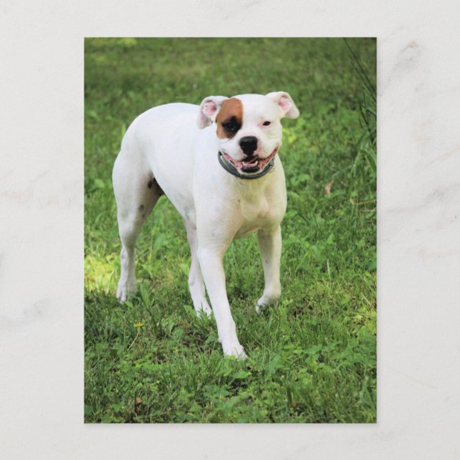 Cartão Postal Boxer (Frente)