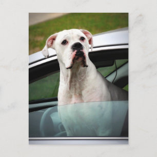Cartão Postal Boxer branco em um carro