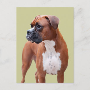 Cartão Postal Boxer dog