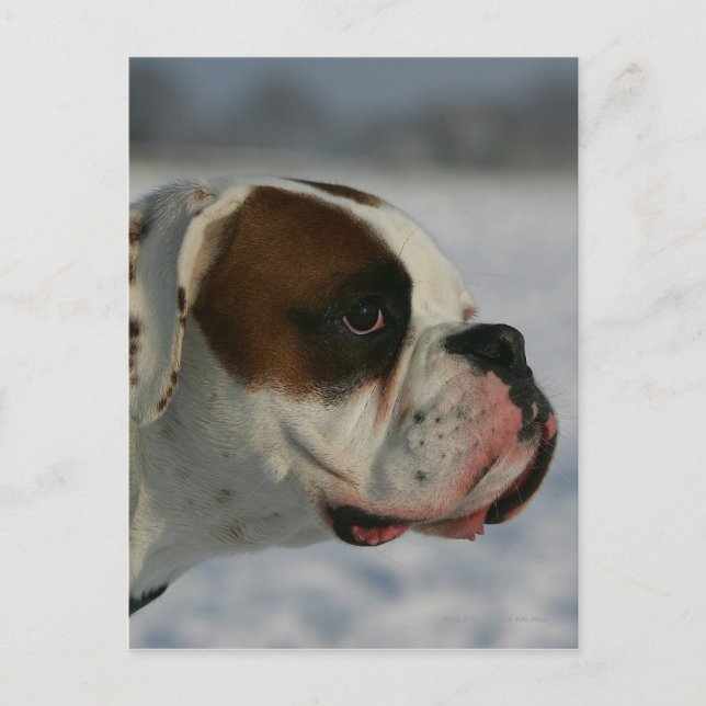 Cartão Postal Boxer Dog in the Snow (Frente)