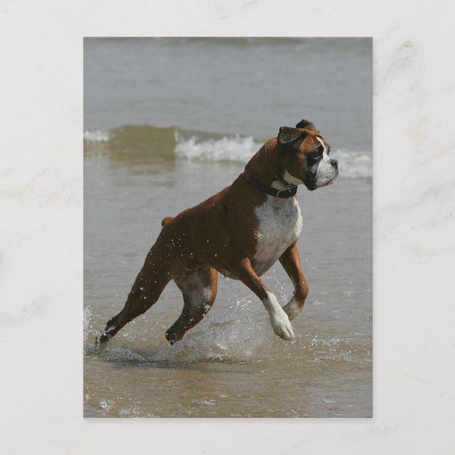 Cartão Postal Boxer Dog in Water (Frente)